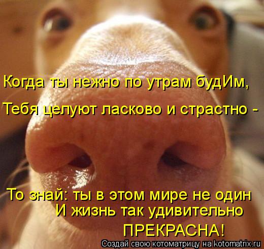 Тебя целуют ласково и страстно - То знай: ты в этом мире не один И жизнь так удивительно ПРЕКРАСНА! ... Котоматрица: Тебя целуют ласково и страстно - То знай: ты в этом мире не один И жизнь так удивительно ПРЕКРАСНА! Когда ты нежно по утрам будИм,