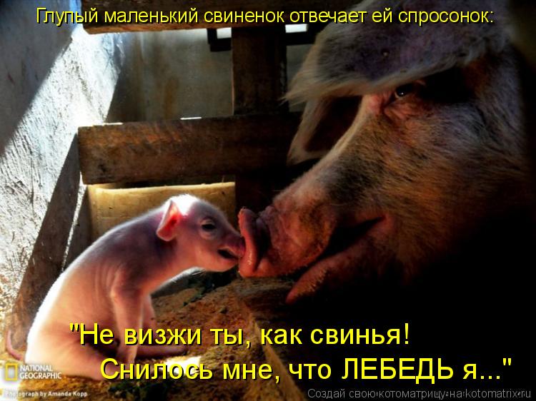 Глупый маленький свиненок отвечает ей спросонок: "Не визжи ты, как свинья! Снилось мне, что ЛЕБЕДЬ я... Котоматрица: Глупый маленький свиненок отвечает ей спросонок: "Не визжи ты, как свинья! Снилось мне, что ЛЕБЕДЬ я..."