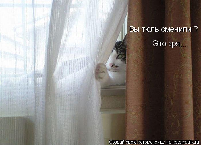 Вы тюль сменили ? Это зря....... Котоматрица: Вы тюль сменили ? Это зря....