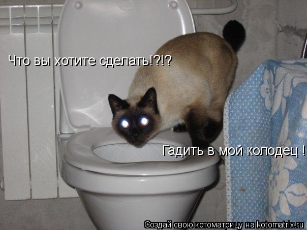 Что вы хотите сделать!?!? Гадить в мой колодец !!!?... Котоматрица: Что вы хотите сделать!?!? Гадить в мой колодец !!!?