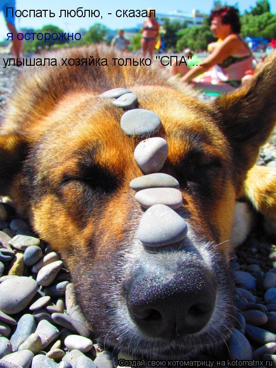 Котоматрица: Поспать люблю, - сказал я осторожно улышала хозяйка только "СПА"...