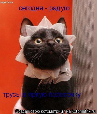 Котоматрица: трусы в яркую полосочку сегодня - радуго