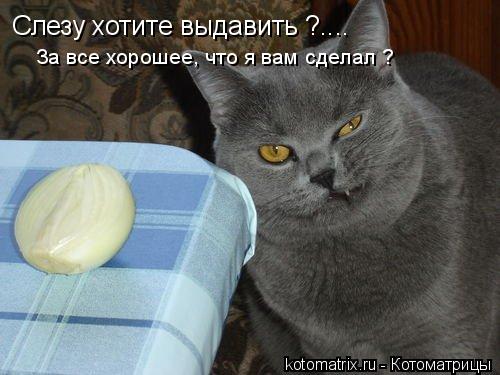 Слезу хотите выдавить ?.... За все хорошее, что я вам сделал ?... Котоматрица: Слезу хотите выдавить ?.... За все хорошее, что я вам сделал ?