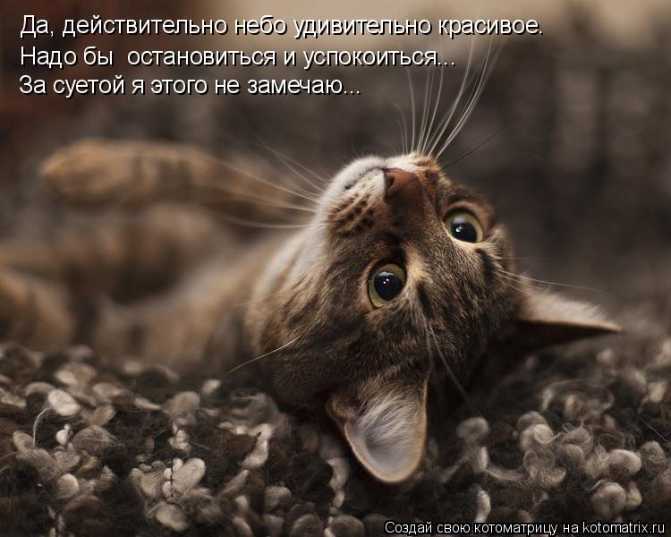 Да, действительно небо удивительно красивое. Надо бы остановиться и успокоиться... За суетой я этого... Котоматрица: Да, действительно небо удивительно красивое. Надо бы остановиться и успокоиться... За суетой я этого не замечаю...