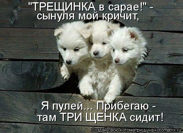 "ТРЕЩИНКА в сарае!" - сынуля мой кричит, Я пулей... Прибегаю - там ТРИ ЩЕНКА сидит!... Котоматрица: "ТРЕЩИНКА в сарае!" - сынуля мой кричит, Я пулей... Прибегаю - там ТРИ ЩЕНКА сидит!