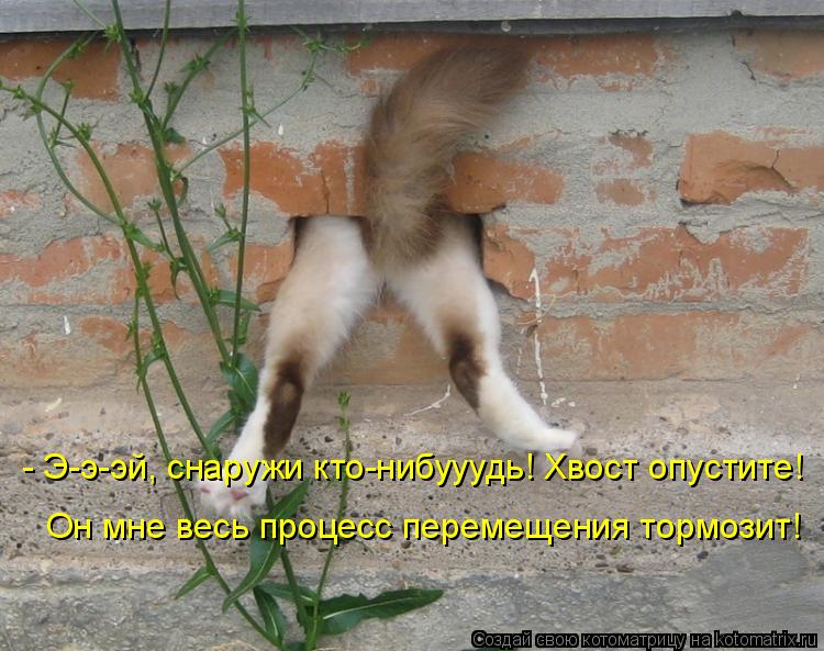- Э-э-эй, снаружи кто-нибууудь! Хвост опустите! Он мне весь процесс перемещения тормозит!... Котоматрица: - Э-э-эй, снаружи кто-нибууудь! Хвост опустите! Он мне весь процесс перемещения тормозит!