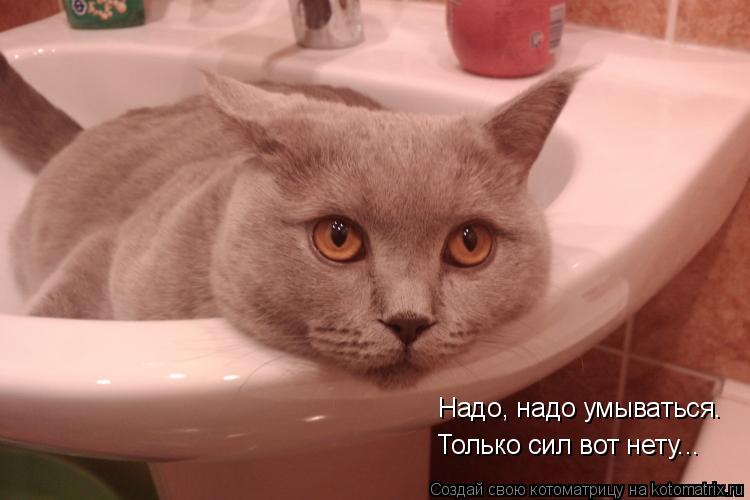Котоматрица: Надо, надо умываться. Только сил вот нету...