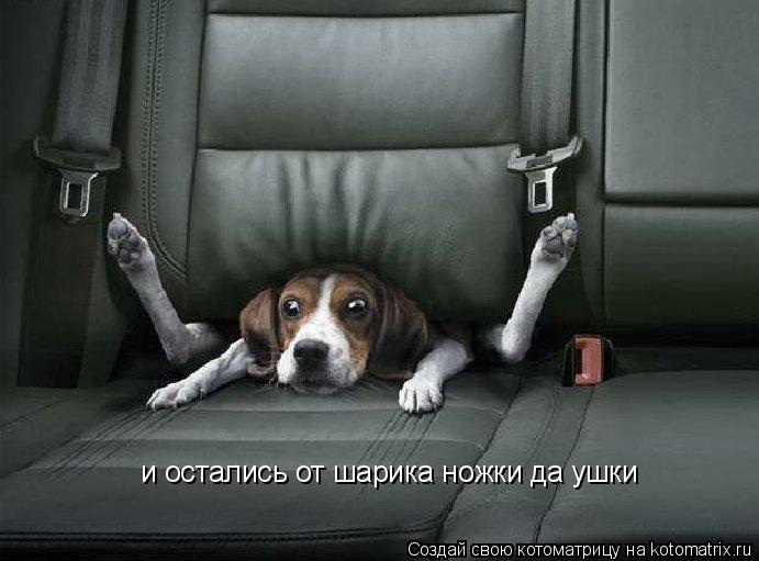Котоматрица: и остались от шарика ножки да ушки