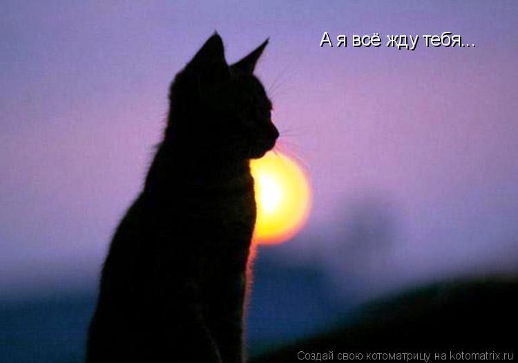 Котоматрица: А я всё жду тебя...