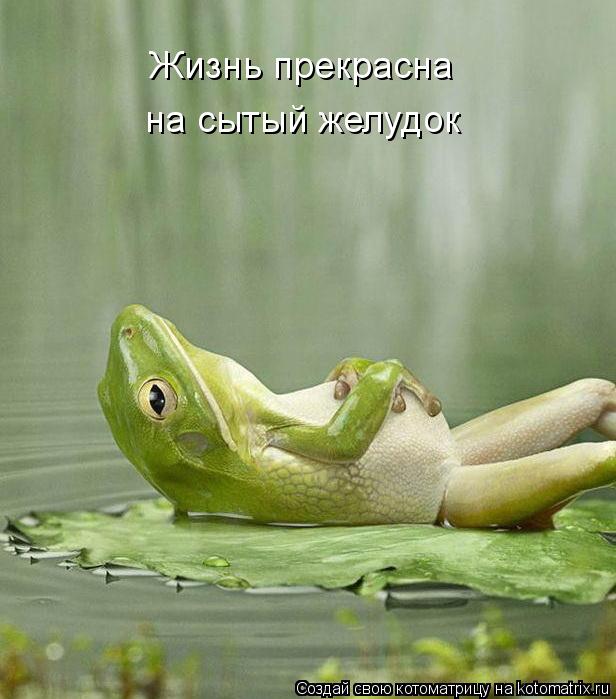 Жизнь прекрасна на сытый желудок... Котоматрица: Жизнь прекрасна на сытый желудок