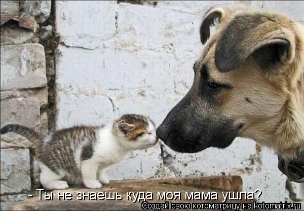 Котоматрица: - Ты не знаешь куда моя мама ушла?