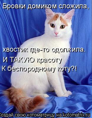 Бровки домиком сложила, хвостик где-то одолжила. И ТАКУЮ красоту К беспородному коту?!... Котоматрица: Бровки домиком сложила, хвостик где-то одолжила. И ТАКУЮ красоту К беспородному коту?!