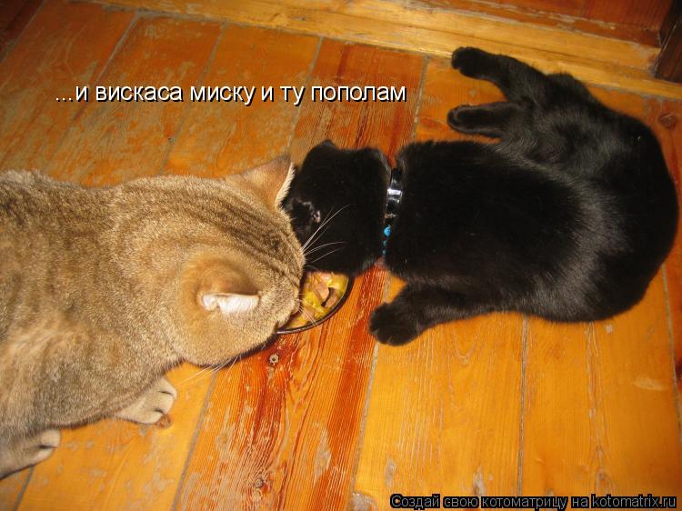 Котоматрица: ...и вискаса миску и ту пополам