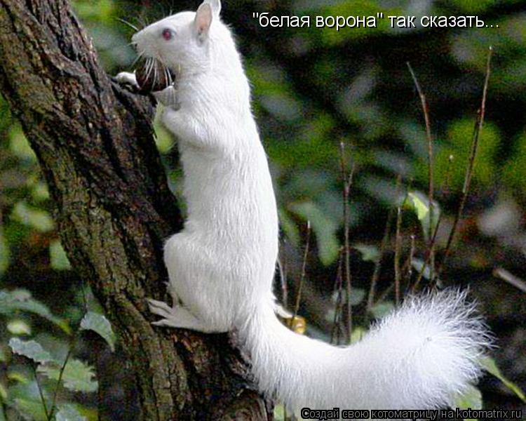 "белая ворона" так сказать...... Котоматрица: "белая ворона" так сказать...