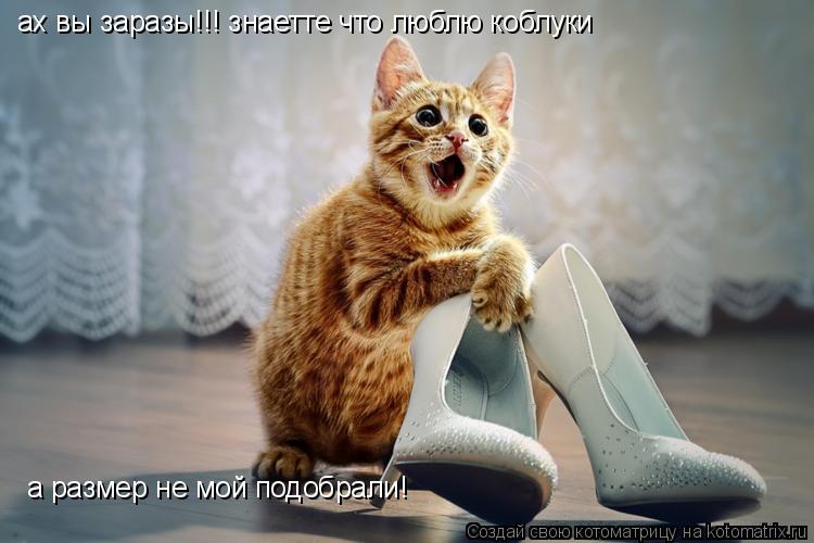 ах вы заразы!!! знаетте что люблю коблуки а размер не мой подобрали!... Котоматрица: ах вы заразы!!! знаетте что люблю коблуки а размер не мой подобрали!