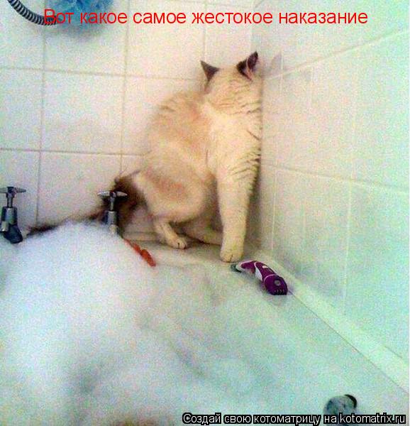 Вот какое самое жестокое наказание... Котоматрица: Вот какое самое жестокое наказание
