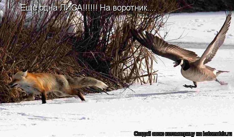 Еще одна ЛИСА!!!!!! На воротник....... Котоматрица: Еще одна ЛИСА!!!!!! На воротник....