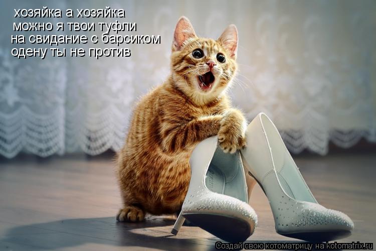 хозяйка а хозяйка можно я твои туфли на свидание с барсиком одену ты не против... Котоматрица: хозяйка а хозяйка можно я твои туфли на свидание с барсиком одену ты не против
