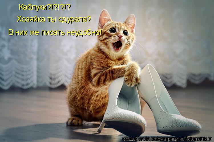 Котоматрица: Каблуки?!?!?!? Хозяйка ты сдурела? В них же писать неудобно!