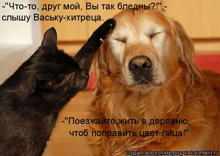 -"Что-то, друг мой, Вы так бледны?!",- слышу Ваську-хитреца. -"Поезжайте жить в деревню, чтоб поправи... Котоматрица: -"Что-то, друг мой, Вы так бледны?!",- слышу Ваську-хитреца. -"Поезжайте жить в деревню, чтоб поправить цвет лица!"