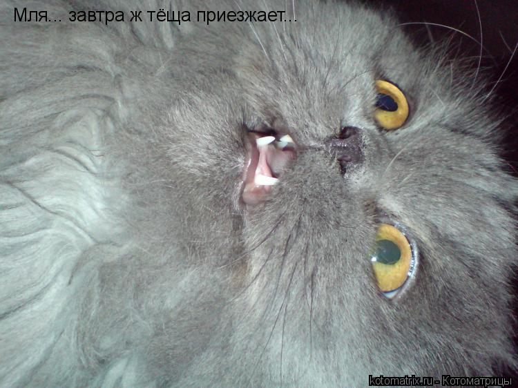 Мля... завтра ж тёща приезжает...... Котоматрица: Мля... завтра ж тёща приезжает...