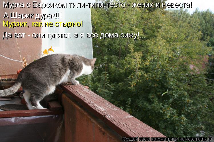 А Шарик дурак!!! Мурзик, как не стыдно! Да вот - они гуляют, а я все дома сижу!... Мурка с Барсиком т... Котоматрица: А Шарик дурак!!! Мурзик, как не стыдно! Да вот - они гуляют, а я все дома сижу!... Мурка с Барсиком тили-тили-тесто - жених и невеста!