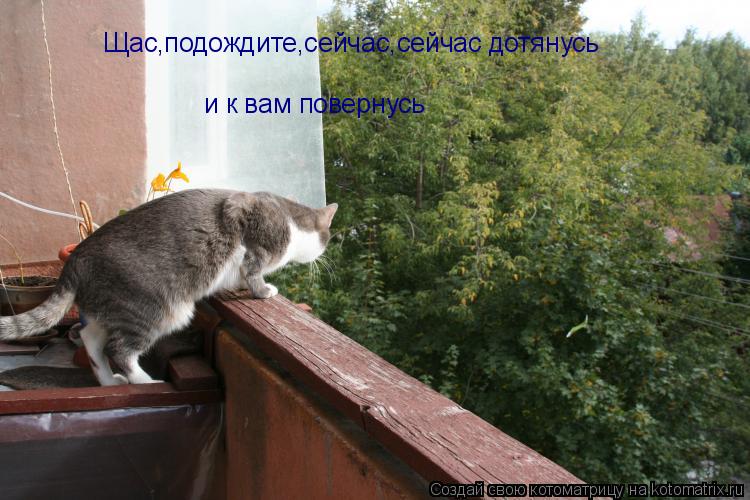Щас,подождите,сейчас,сейчас дотянусь и к вам повернусь... Котоматрица: Щас,подождите,сейчас,сейчас дотянусь и к вам повернусь