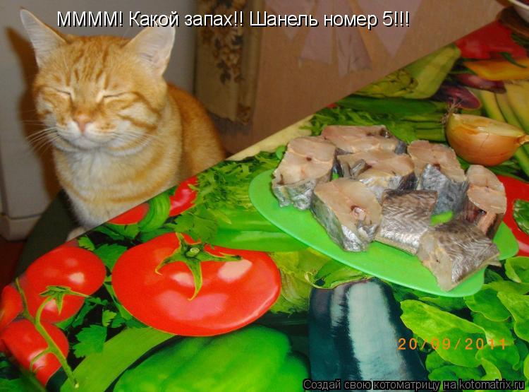 Котоматрица: ММММ! Какой запах!! Шанель номер 5!!!