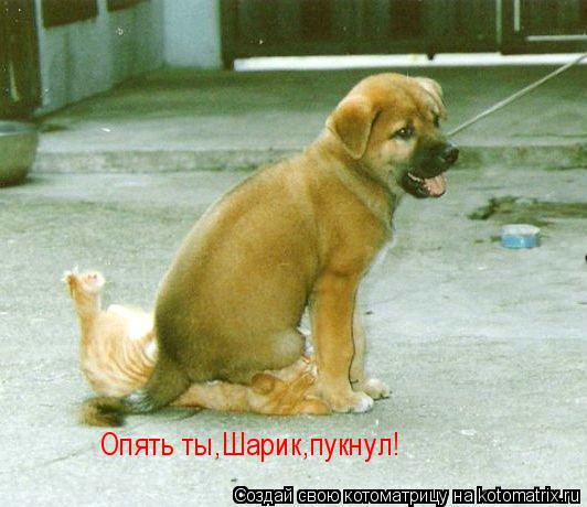 Опять ты,Шарик,пукнул!... Котоматрица: Опять ты,Шарик,пукнул!