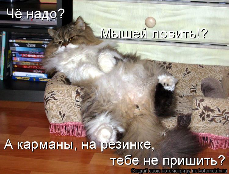 Котоматрица: Чё надо? Мышей ловить!? А карманы, на резинке,  тебе не пришить?