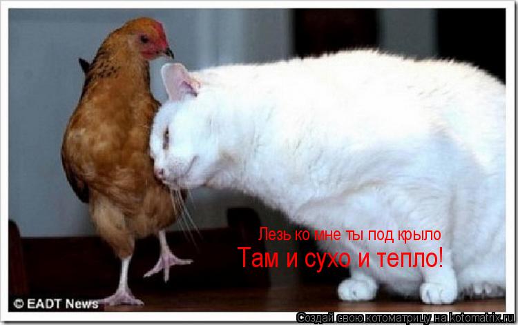 Котоматрица: Лезь ко мне ты под крыло Там и сухо и тепло!