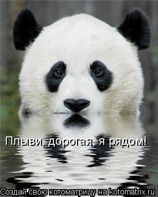 Котоматрица: Плыви, дорогая, я рядом!