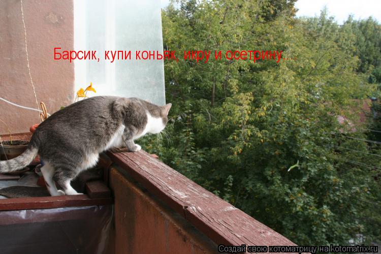 Барсик, купи коньяк, икру и осетрину....... Котоматрица: Барсик, купи коньяк, икру и осетрину....