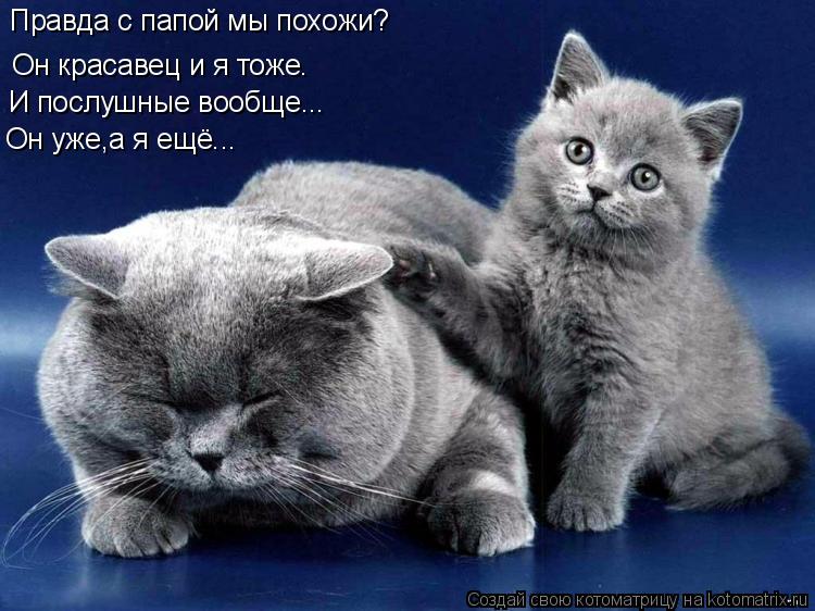 Котоматрица: Правда с папой мы похожи? Он красавец и я тоже. Он уже,а я ещё... И послушные вообще...