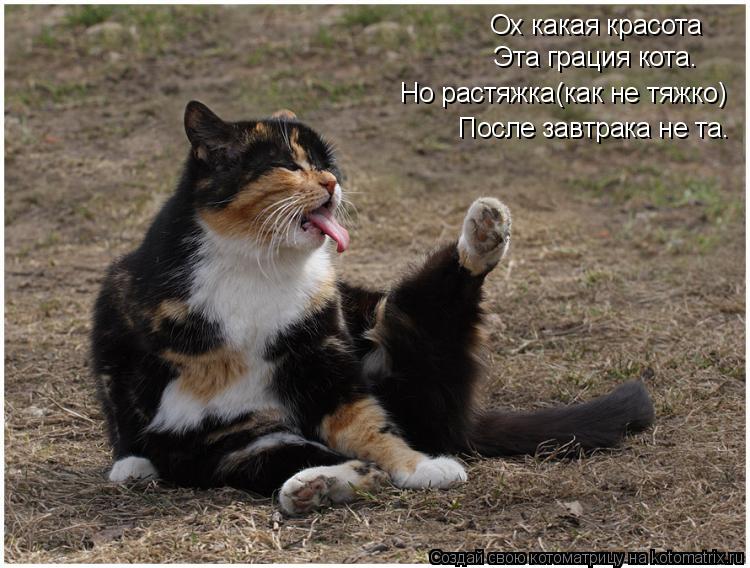 Ох какая красота Эта грация кота. Но растяжка(как не тяжко) После завтрака не та.... Котоматрица: Ох какая красота Эта грация кота. Но растяжка(как не тяжко) После завтрака не та.