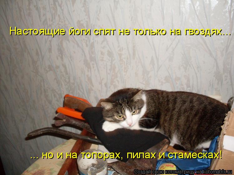 Настоящие йоги спят не только на гвоздях... ... но и на топорах, пилах и стамесках!... Котоматрица: Настоящие йоги спят не только на гвоздях... ... но и на топорах, пилах и стамесках!
