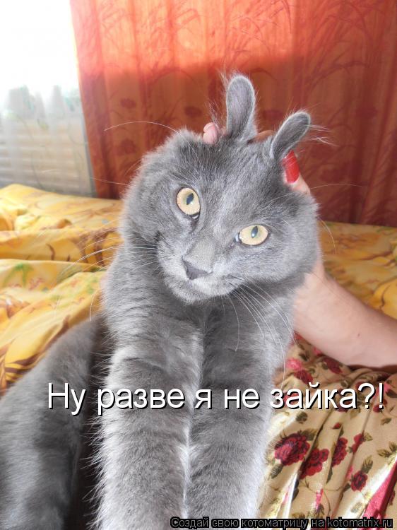 Котоматрица: Ну разве я не зайка?!