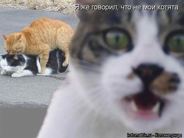 Я же говорил, что не мои котята... Котоматрица: Я же говорил, что не мои котята
