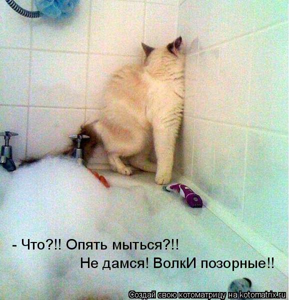 Не дамся! ВолкИ позорные!! - Что?!! Опять мыться?!!... Котоматрица: Не дамся! ВолкИ позорные!! - Что?!! Опять мыться?!!