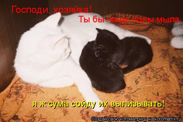 Котоматрица: Господи, хозяйка! Ты бы чаще полы мыла, я ж сума сойду их вылизывать!