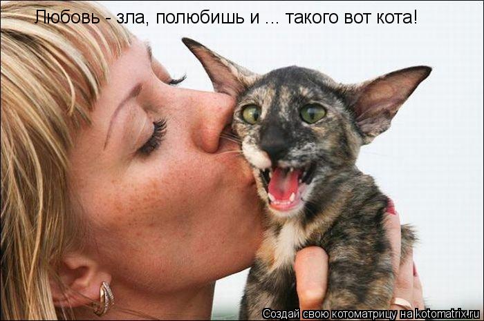 Котоматрица: Любовь - зла, полюбишь и ... такого вот кота!