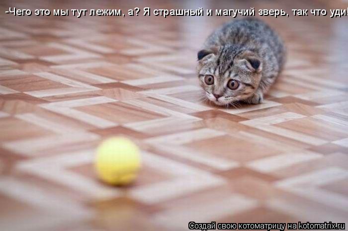 Котоматрица: -Чего это мы тут лежим, а? Я страшный и магучий зверь, так что уди!