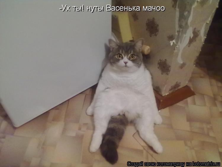 Котоматрица: -Ух ты! нуты Васенька мачоо