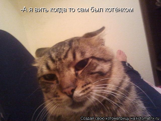 -А я вить когда то сам был котёнком... Котоматрица: -А я вить когда то сам был котёнком