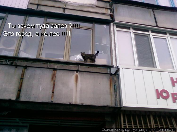 Котоматрица: Ты зачем туда залез ?!!!! Это город, а не лес !!!!!