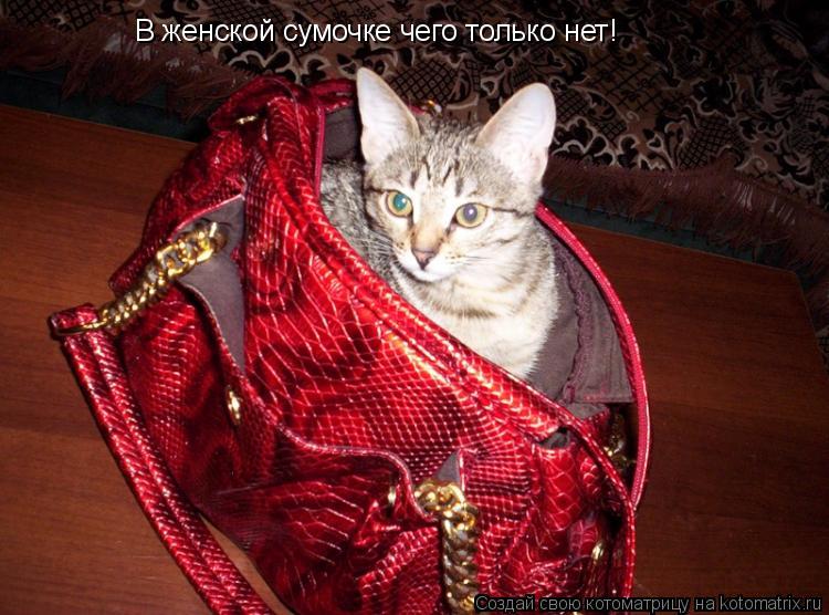 В женской сумочке чего только нет!... Котоматрица: В женской сумочке чего только нет!