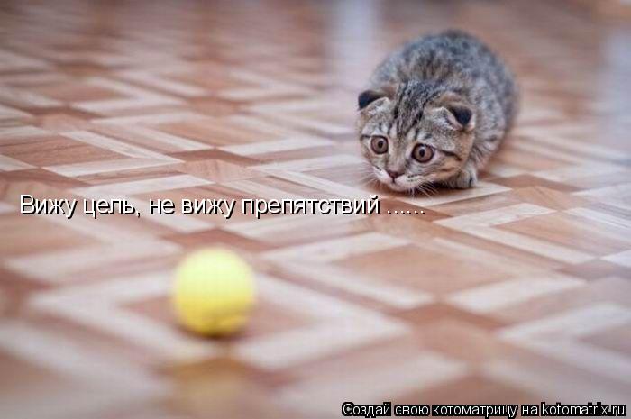 Вижу цель, не вижу препятствий ......... Котоматрица: Вижу цель, не вижу препятствий ......
