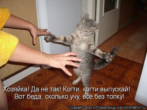 Хозяйка! Да не так! Когти, когти выпускай! Вот беда, сколько учу, всё без толку!... Котоматрица: Хозяйка! Да не так! Когти, когти выпускай! Вот беда, сколько учу, всё без толку!