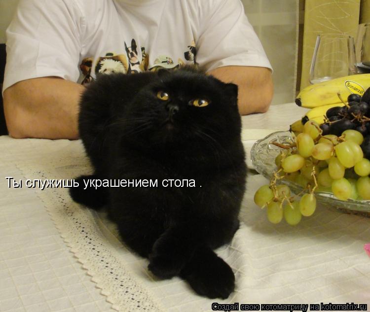 Ты служишь украшением стола .... Котоматрица: Ты служишь украшением стола .