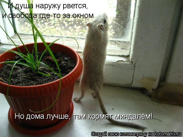 Котоматрица: И душа наружу рвется,  и свобода где-то за окном Но дома лучше, там кормят миндалём!